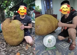 Unique giant jackfruit weighing 55kg in Nghe An, owner sells at an unexpected price