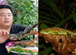 The only real dragon in Vietnam, a series of tiktokers controversy over eating shrimp