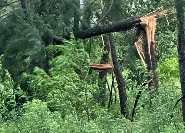 Siêu bão Yagi: Mưa gió mạnh quật gãy cây xanh