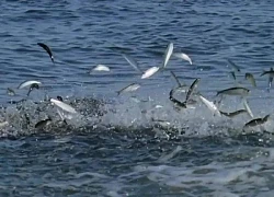 Hundreds of fish jumping to the surface of Linh Dam Lake (Hanoi), what does it signal?