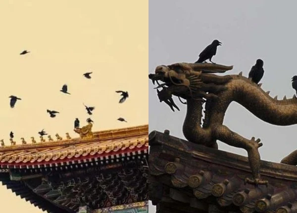 Flocks of crows regularly fly back to the Forbidden City at midnight, signaling a creepy spiritual event.