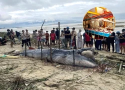 Whale washed ashore in Da Nang, fishermen reveal spiritual details, 1 chilling detail!