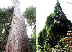 Báu vật rừng Việt Nam, loại gỗ chỉ Việt Nam và Trung Quốc có, giá trị "khủng"