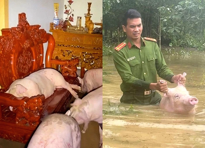 Các "bé lợn" ở Thái Nguyên "vụt sáng" thành ngôi sao vì... mặc kệ lũ, mình ngủ!