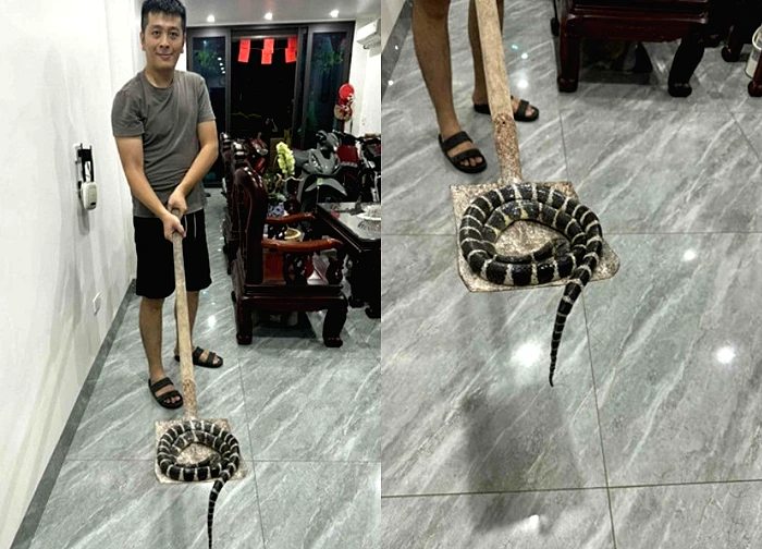 Rắn độc dài hơn 1m bò lên từ bồn cầu, bé gái ở Hải Phòng hét thất thanh