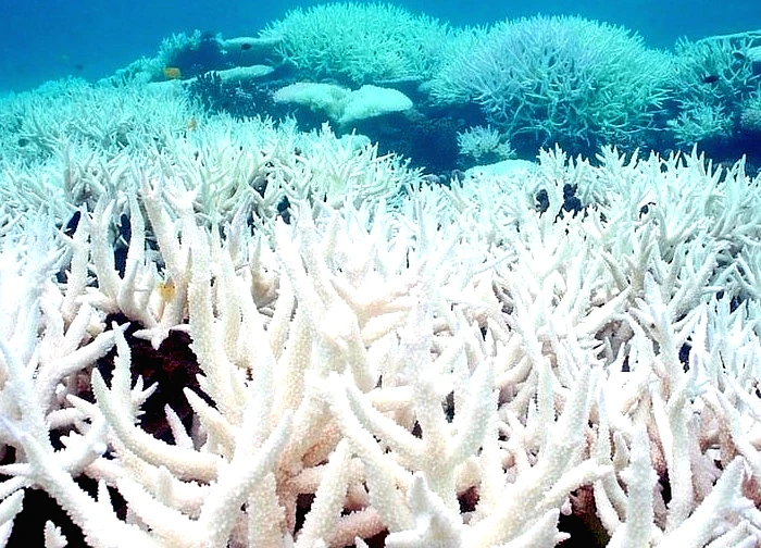 Phát hiện rạn san hô trắng khổng lồ ngoài khơi Địa Trung Hải