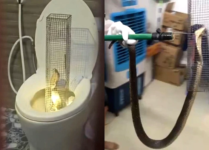 Rắn hổ mang dài 1,3m bị tóm sống sau 3 ngày chui vào bồn cầu ở Hưng Yên