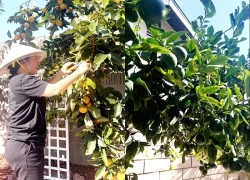 Danh hài Thúy Nga 'bội thu' cây trái trong biệt thự triệu đô ở Mỹ