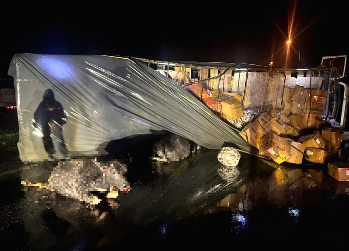 Ô tô tải lật sau khi tông trúng 2 con trâu, "khổ chủ" không xuất hiện