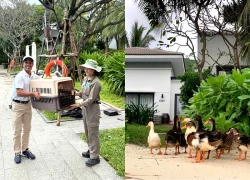 Ducks "lost" in flood season, Vinpearl Nha Trang issues urgent notice