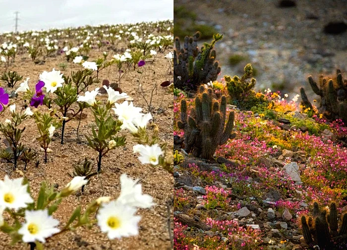 The "arid" Atacama Desert suddenly blooms, attracting tourists and photographers worldwide