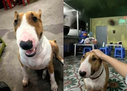 Chú chó phụ họa trong game Phở Anh Hai gây sốt bất ngờ lên hẳn VTV