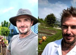 David Beckham abandoned the "aura", wore a T-shirt as a farmer raising chickens, living peacefully