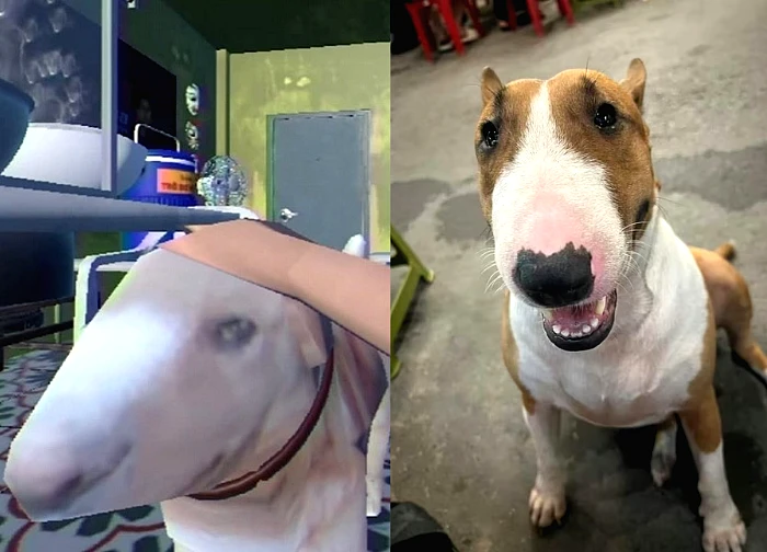 Mr. Gold caused a fever in "Mr. Hai's Pho Shop", it turned out to be super smart in real life