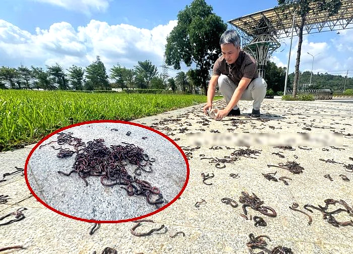 Strange story in Quang Ngai: Thousands of earthworms emerged on the sidewalk, experts explain