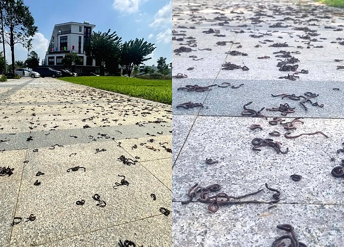 Kinh hãi hàng nghìn con giun đất bò lên vỉa hè ở khu đô thị rồi chết la liệt