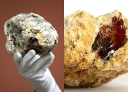 "Long Diên Hương" là gì? Giải mã bí ẩn nguyên liệu xa xỉ đến từ biển khơi