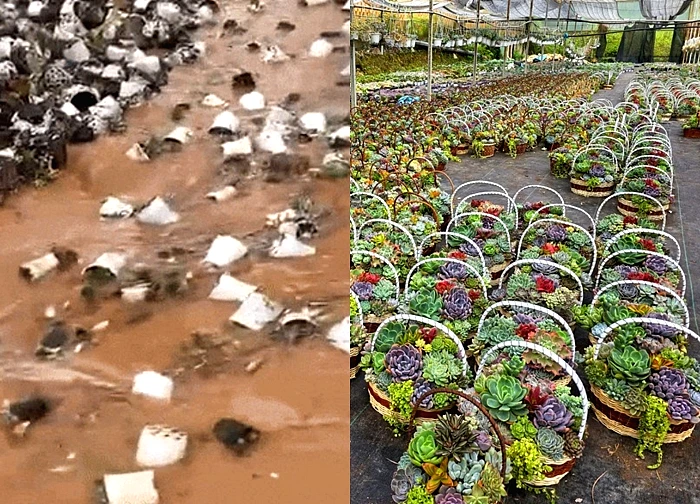 Lũ cuốn trôi vườn sen đá tiền tỷ của chủ vườn lớn nhất Đà Lạt