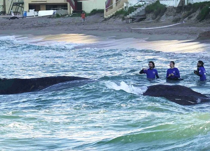 Bỉ, Tây Ban Nha thành lập liên minh bảo vệ sự sống đại dương