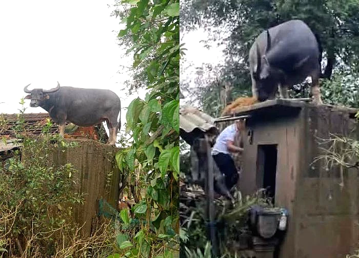 Con trâu mắc kẹt trên mái nhà sau mưa lũ, người dân đưa xuống bằng cách lạ lùng