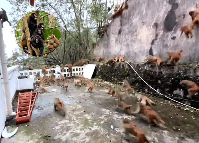 "Sun Wukong" leads his flock of frightened people down a mountain in China, people are shocked by one thing!