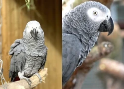 5 chú vẹt chửi khách không kiêng nể, công viên sốc nặng phải tan rã nhóm hỗn