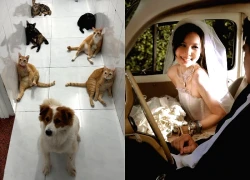 The owner of Vitamin Cat makes her wedding appearance; the bride's shocking visuals cause a stir on social media.