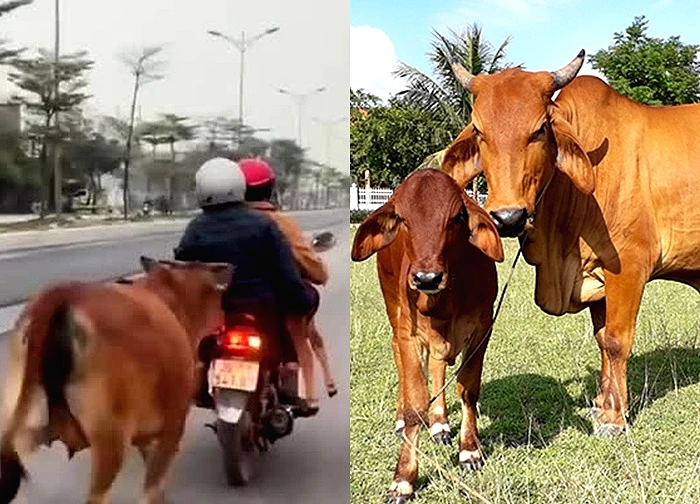 Thanh Hóa: Khoảnh khắc bò mẹ chạy theo xe máy chở bê con bị gãy chân