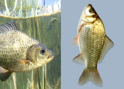 Trung Quốc ra mắt "cá diếc" không xương, bước tiến mới giới khoa học "sửng sốt"