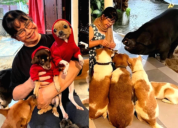 Nữ ca sĩ dùng biệt thự 500 m2 nuôi heo, chó, gà, ngỗng, làm cả sinh nhật cho thú cưng: U70 nhiều bệnh