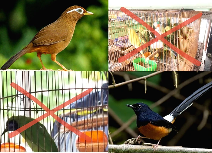341 undocumented birds, revealing wrongdoing, shopkeepers revealing mysteries?