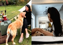 Chó của Tăng Thanh Hà mất, Lệ Quyên và dàn nghệ sĩ chia buồn