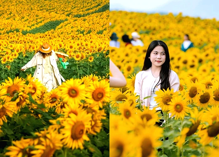 Ken đặc 'nàng thơ' tại cánh đồng hoa hướng dương hot nhất Nghệ An