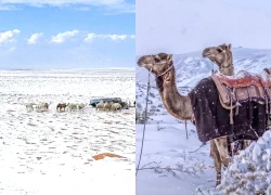 Sa mạc Arab Saudi phủ tuyết trắng sau 30 năm, cảnh tượng "hiếm" chưa từng thấy