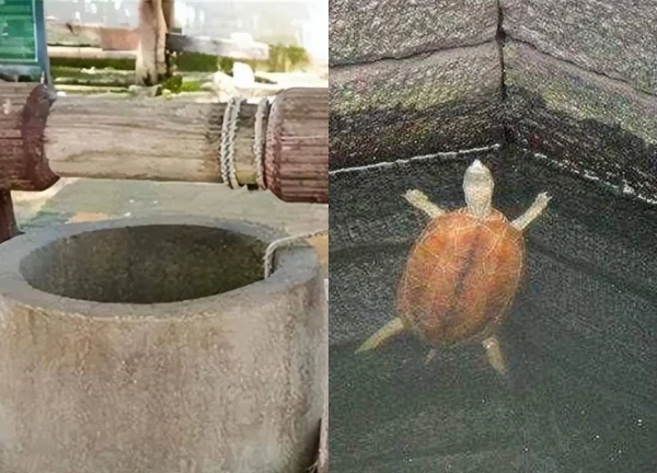 After digging a well, why did the ancients have to put two turtles in?