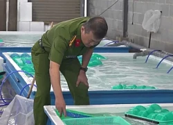 Cảnh sát thu giữ gần 250.000 con tôm hùm giống không rõ nguồn gốc