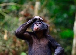 Một loài khác ở Congo phát triển thứ 'chỉ loài người mới có'?