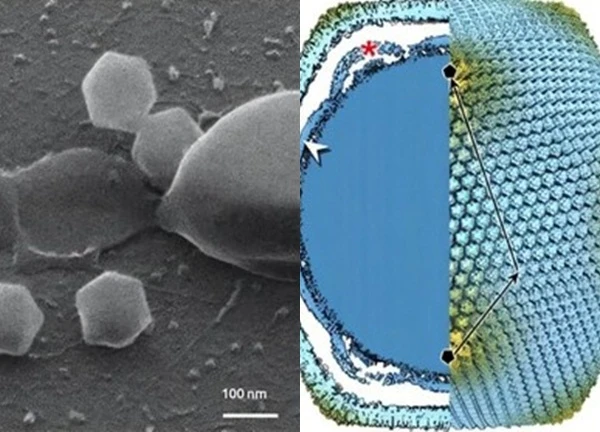 Phát hiện virus khổng lồ ở Phần Lan