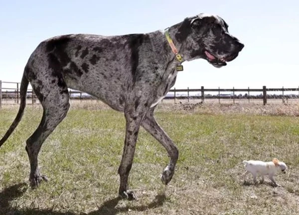 Hai chú chó cao nhất và lùn nhất thế giới gặp nhau