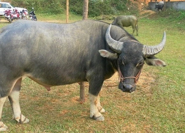 Trâu lạ xông vào nhà dân ở Hải Phòng, 3 người bị thương