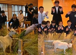 Surprised when a goat had its entrance ceremony like a real student in Japan?