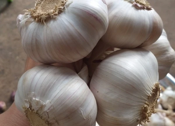 Củ tỏi có tác dụng gì với tim mạch?