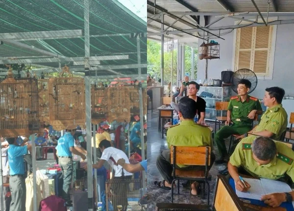 Tranh cãi mang chim ra quán cafe không giấy tờ sẽ bị phạt, Kiểm lâm Huế nói gì?