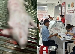 Vụ Thịt heo C.P: Hình ảnh heo bệnh có thật, Sóc Trăng công bố Kết quả xét nghiệm