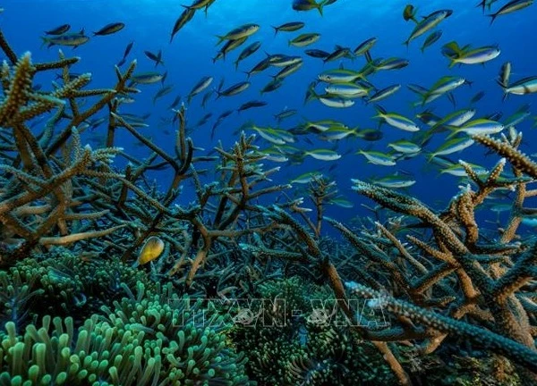 EU hành động vì đại dương xanh