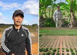 Quang Linh Farm is in trouble, does not dare to give a profit figure, will it be dissolved?