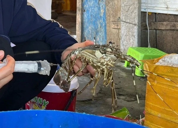 Bắt quả tang cơ sở bơm tạp chất vào tôm hùm chết lừa người tiêu dùng