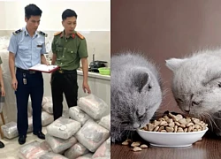 Bóc trần "xưởng ngầm" sản xuất thức ăn mèo giả Catsrang giữa khu đô thị cao cấp!
