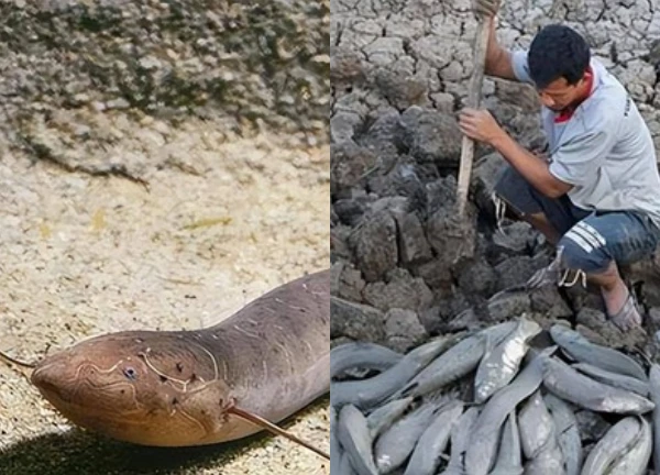 The mystery of fish that can live without water, survive droughts and still not escape human hands!