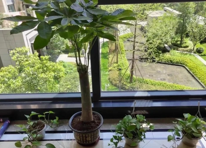 3 cây thích "nhấm" bia: Tưới một chút, lá xanh mướt, bóng như bôi mỡ